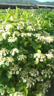 賀茂菖蒲園