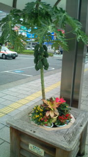 この木何の木？