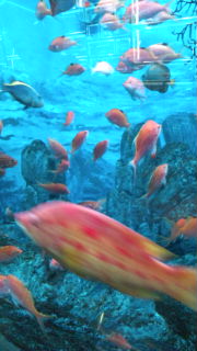 水族館 気になった魚♪