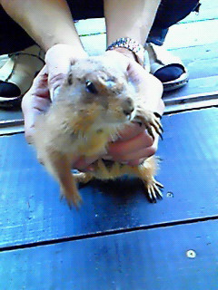 チャビン