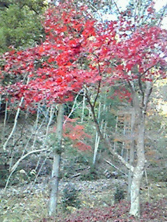 紅葉