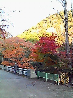 紅葉