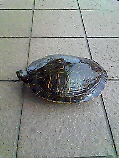 お花見　佐鳴湖