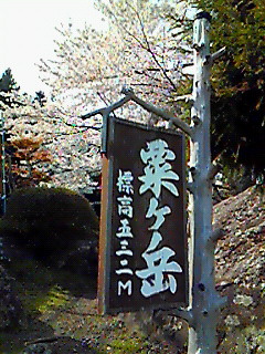 粟ヶ岳の桜