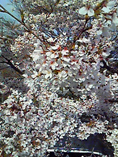 粟ヶ岳の桜