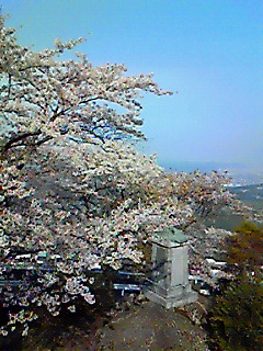粟ヶ岳の桜