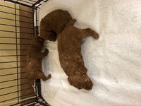 3月12日生まれの子犬 2020/04/05 10:10:33