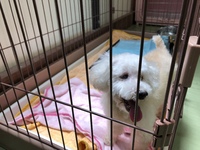 看板犬 2020/05/18 06:49:53