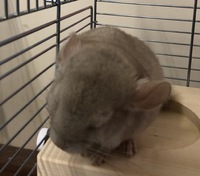 ニューフェース 2020/05/23 11:55:44