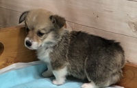 子犬撮影 2020/01/11 06:48:45