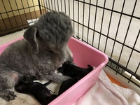 プードルの子犬 2020/03/18 18:16:58