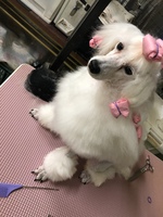 洗えたぞ