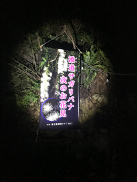サガリバナ@宮古島