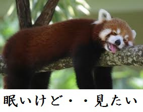 ＤＶＤ鑑賞