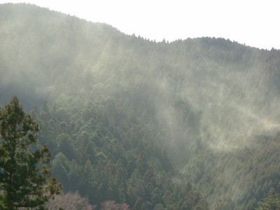 春野町は好きだけど花粉症の時期だけは帰りたくない