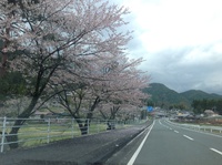 春野町の桜をご覧ください。