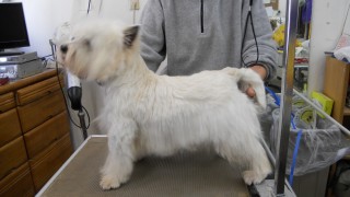 子犬の値段　パート1