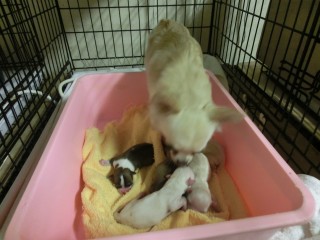 子犬の値段　パート1