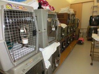 子犬の価格　ﾊﾟｰﾄ2