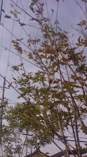 春かしら・・・ 2009/11/13 18:30:18