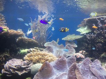 ワイキキ水族館