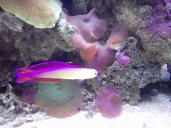 ワイキキ水族館