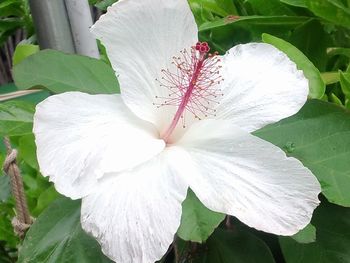 ハワイの花たち