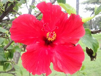 ハワイの花たち