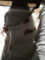 ２匹の家族