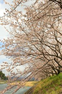 森町　向天方の桜並木