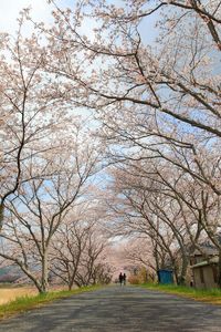森町　向天方の桜並木