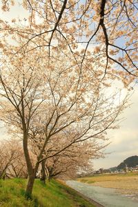 森町　向天方の桜並木