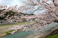 森町　向天方の桜並木