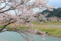 森町　向天方の桜並木