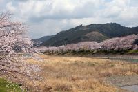 森町　向天方の桜並木