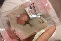 ここにも春 2011/04/07 20:29:29