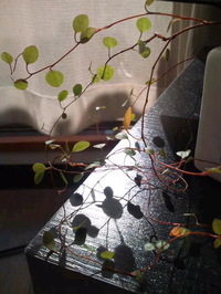 幸せ♪ 2010/12/08 11:10:55