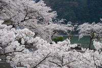佐久間ダムの桜…。
