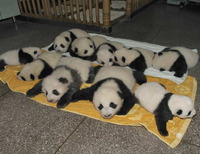 動物