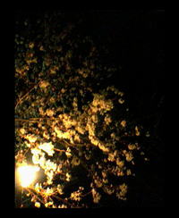 花散らしの風 2008/04/07 11:14:18