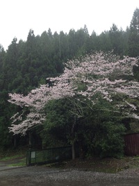 かわね桜まつり