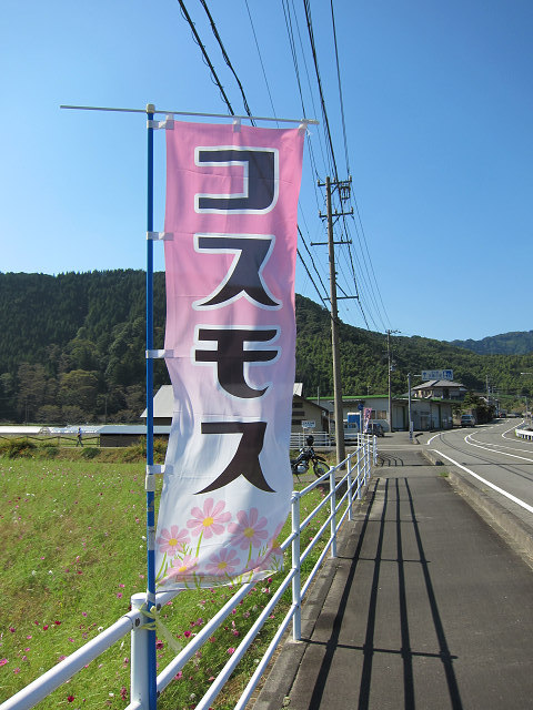 コスモス畑