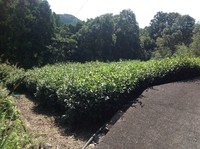 茶畑整地