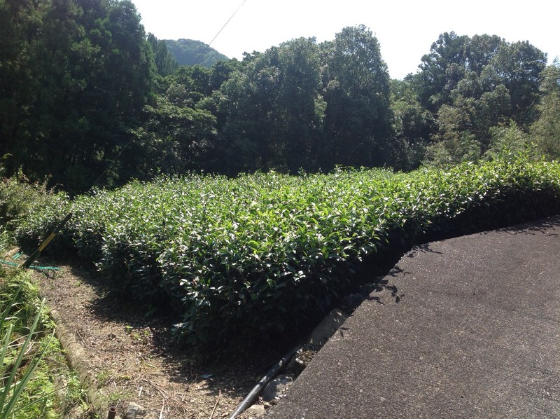 茶畑整地