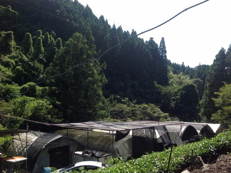 茶畑整地