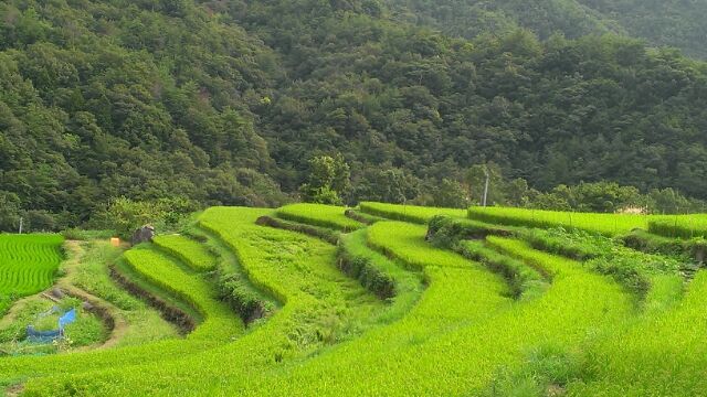 幸福の選択　友と小豆島へ