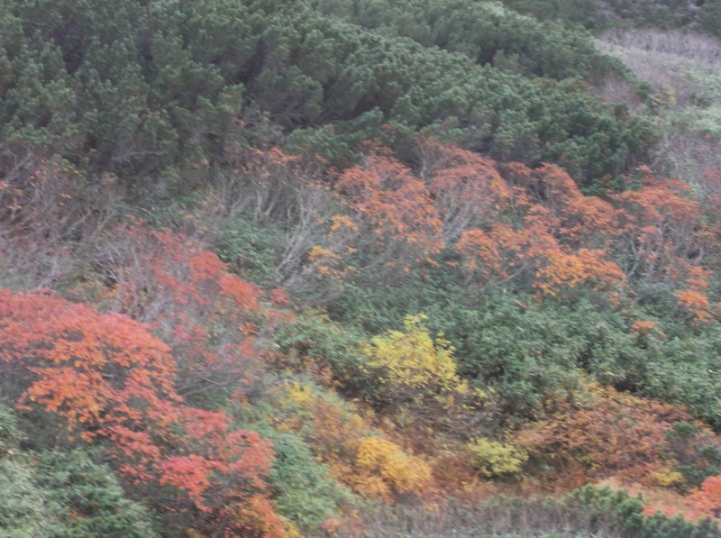 日本一早い紅葉を観に行く