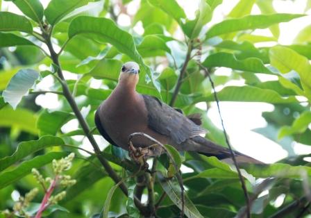 滝周辺の鳥・花　（エチオピア南部・北部の旅）