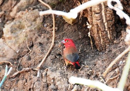 滝周辺の鳥・花　（エチオピア南部・北部の旅）