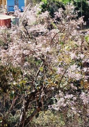 滝周辺の鳥・花　（エチオピア南部・北部の旅）